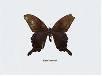 藏品(翠鳳蝶)的圖片